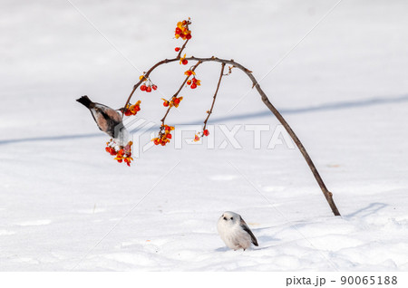 雪の妖精 シマエナガ 雪の妖精 シマエナガ 90065188