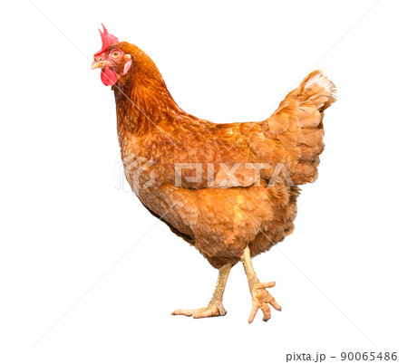 chicken isolate on white background 90065486