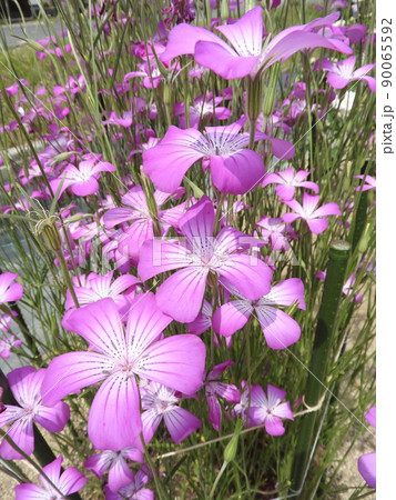 アグロステンマ「ギタゴ」 90065592