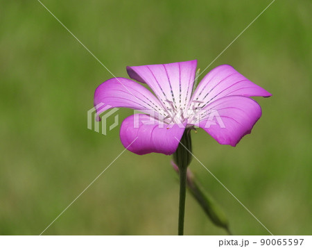 アグロステンマ「ギタゴ」 90065597