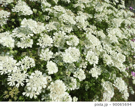 オルラヤ(ホワイトレース) オルラヤ(ホワイトレース) 90065694