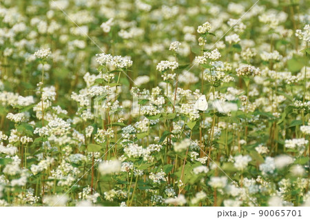 ソバの花 90065701