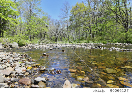 新緑のに包まれた春の信州戸隠高原の渓流 90066127