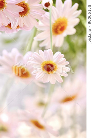 マーガレット 90066138