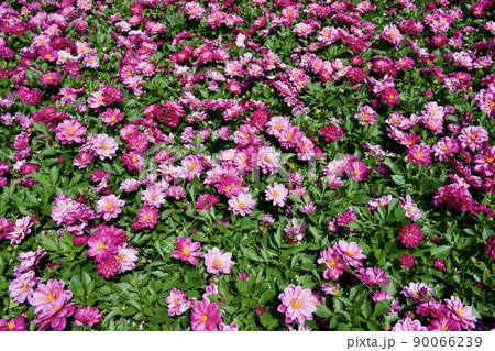 第38回全国都市緑化くまもとフェア　くまもと花とみどりの博覧会の黒葉ダリア 90066239