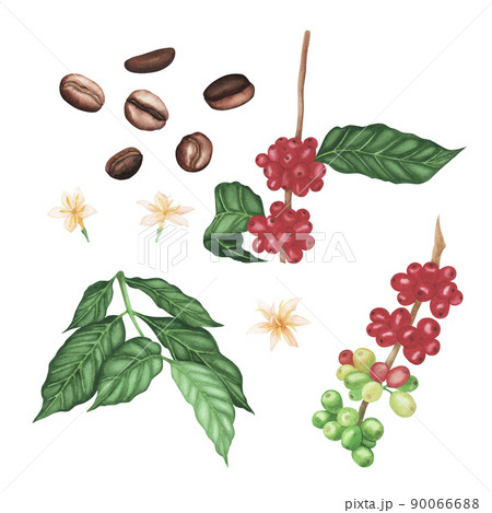 Set red coffee arabica branch, flowers. brown roasted beans, leaves isolated on white background. Watercolor llustration 90066688