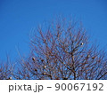 枝にとまっている鳥たち 90067192