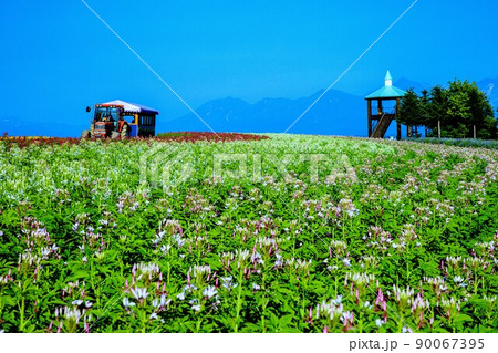 トラクターバスが走る7月の「フラワーランドかみふらの」 90067395