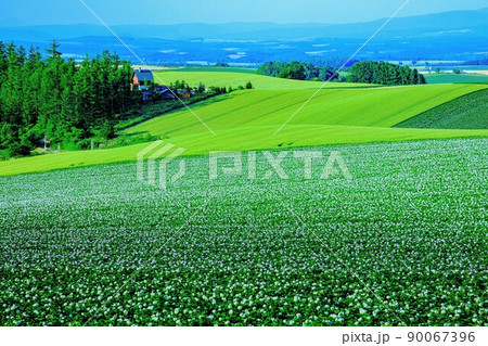 7月の夕光に照らされるジャガイモの花咲く大地(美瑛) 90067396