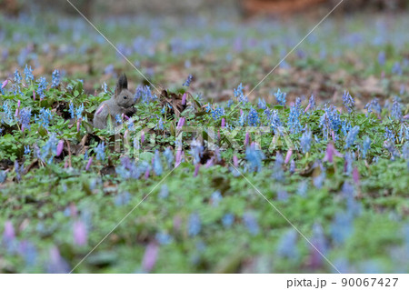 エゾエンゴサク、カタクリの花園の中のエゾリス 90067427