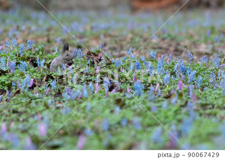エゾエンゴサク、カタクリの花園の中のエゾリス 90067429