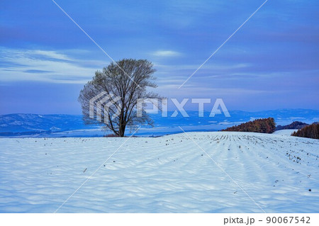 畑のオーナーによって伐採される4か月前の「哲学の木」(美瑛) 90067542