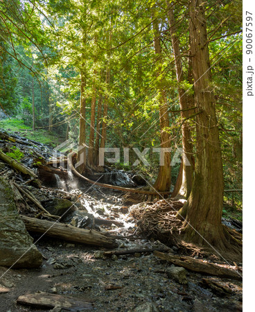 Deep forest on bright summer day with cold brook running downhill 90067597