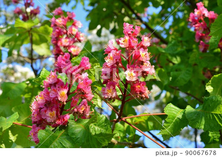 ベニバナトチノキ(紅花栃の木) 90067678