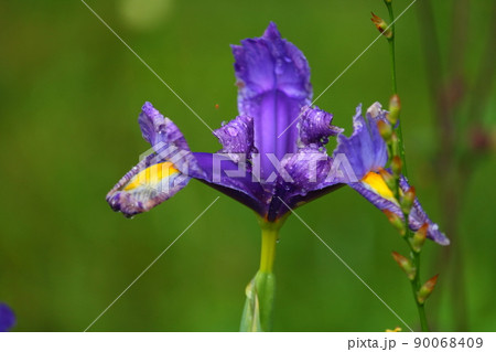 梅雨時に咲く紫のあやめ 梅雨時に咲く紫のあやめ 90068409