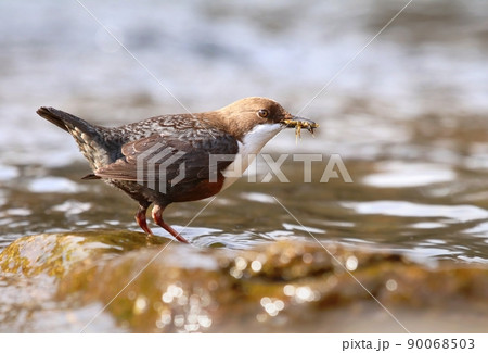 The european white throated dipper Cinclus cinclus on river stone sitting The european white throated dipper Cinclus cinclus on river stone sitting 90068503