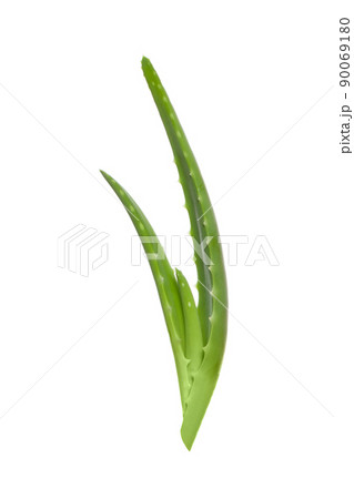 Aloe vera cutting leaves isolated on white background. 90069180