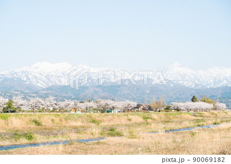 【立山連峰】上市川の堤防に咲く桜並木と立山連峰 90069182