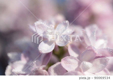 リラの花 90069534