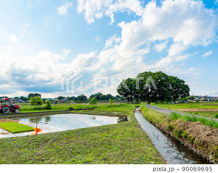すがすがしい初夏の景色　田んぼや畑の懐かしい東京・多摩の原風景 90069695