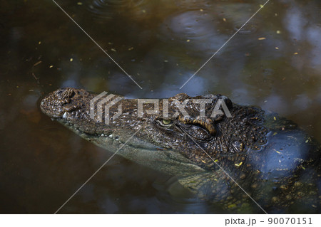 Close up head crocodile is show head in river 90070151