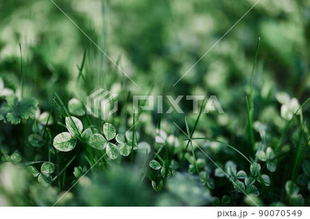 Green grass botany and nature landscaping for the home area, landscaping and taking care of nature and the environment 90070549