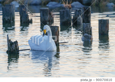 北浦 白鳥の里からの日の出と白鳥 90070810