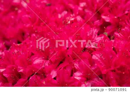 赤いツツジの花 90071091
