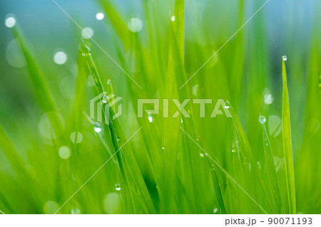 朝露がついてキラキラしている雑草 90071193
