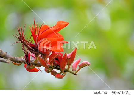 デイゴの花 デイゴの花 90071229
