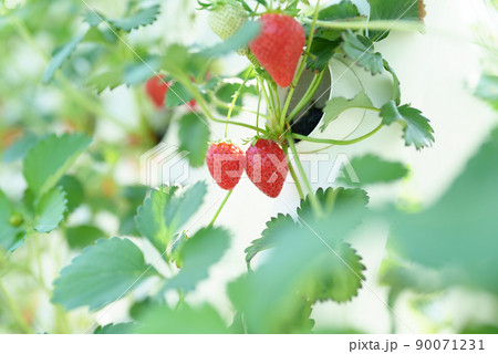 ビニールハウスでのイチゴ栽培 ビニールハウスでのイチゴ栽培 90071231