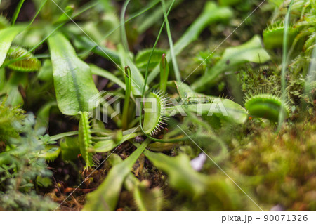 Venus flytrap or Dionaea muscipula, close up photo of carnivorous plant. 90071326