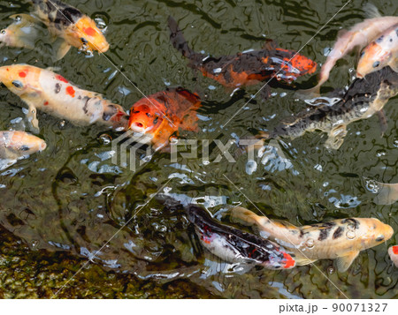 Amur carp or Cyprinus rubrofuscus, usually called Koi or nishikigoi. Colorful decorative fishes in water. 90071327