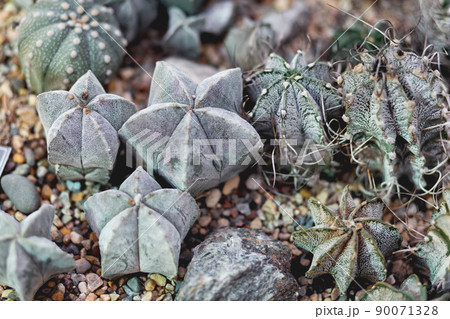 Full frame of Astrophytum cacti. Greyish-green plants with prickles. Full frame of Astrophytum cacti. Greyish-green plants with prickles. 90071328