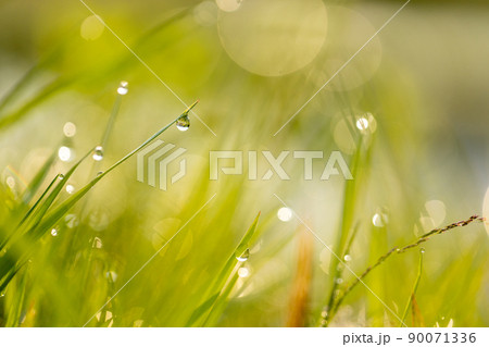 朝露がついてキラキラしている雑草 朝露がついてキラキラしている雑草 90071336