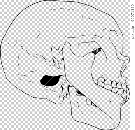 矢量圖的頭骨朝上一點 5 90071530