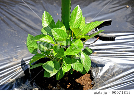 植えたばかりのモロヘイヤの苗 植えたばかりのモロヘイヤの苗 90071815