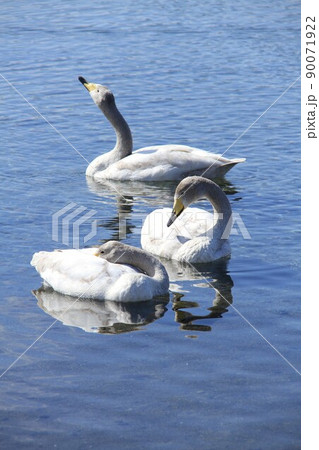 屈斜路湖の白鳥 90071922