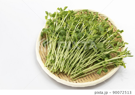 白バックのざるに乗せた豆苗 90072513