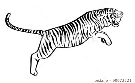 Jumping tiger hand drawn black and white sketch. Angry predator line art mascot. Jumping tiger hand drawn black and white sketch. Angry predator line art mascot. 90072521