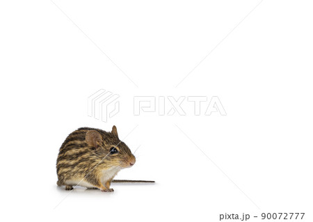 Striped grass mouse on white background 90072777