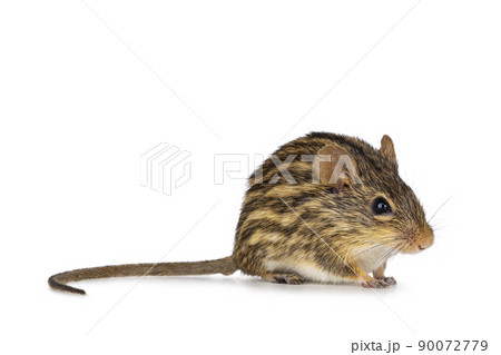 Striped grass mouse on white background 90072779