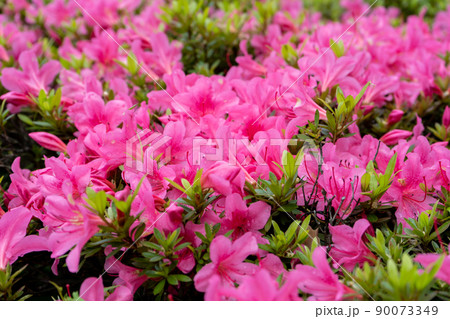 綺麗なピンク色の花を咲かすサツキ 90073349