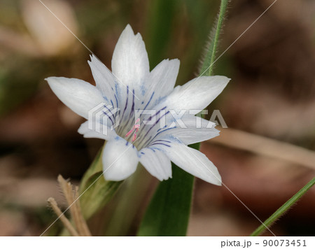 ハルリンドウ白花の開花 90073451