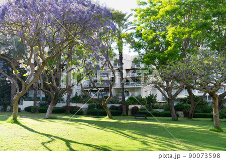 Beautiful park with jacaranda trees and green grass near residental building in Ramat-Gan, Israel Beautiful park with jacaranda trees and green grass near residental building in Ramat-Gan, Israel 90073598