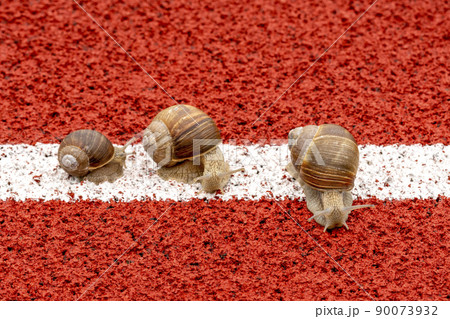 Three garden snails crawl in a row 90073932