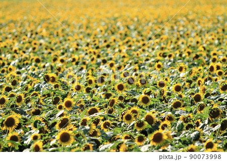 宮崎　高鍋町　染ヶ岡   キャベツ畑　ひまわり畑 90073998