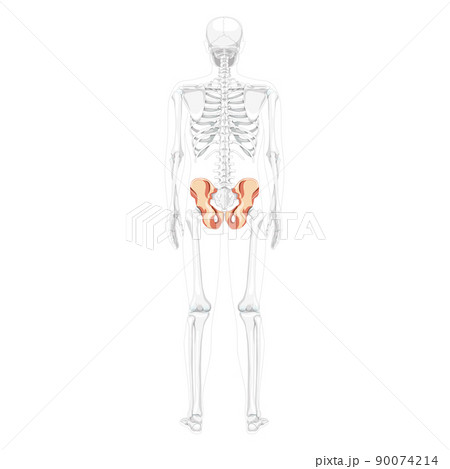 Skeleton Pelvis hip bone Human back Posterior dorsal view with partly transparent bones position. Realistic flat natural 90074214