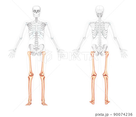 Skeleton Thighs and legs lower limb Human front back view with two arm poses with partly transparent bones. Fibula Skeleton Thighs and legs lower limb Human front back view with two arm poses with partly transparent bones. Fibula 90074236