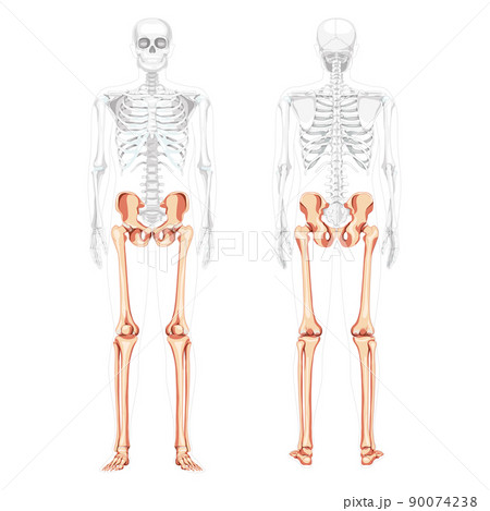 Skeleton Lower limbs Human Pelvis with legs, Thighs Feet, ankles front back view partly transparent body. Anatomically Skeleton Lower limbs Human Pelvis with legs, Thighs Feet, ankles front back view partly transparent body. Anatomically 90074238
